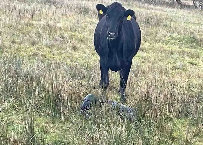 Hébergement de vacances Padraig *