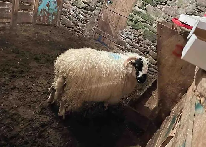 Padraig Hébergement de vacances Gortatlea